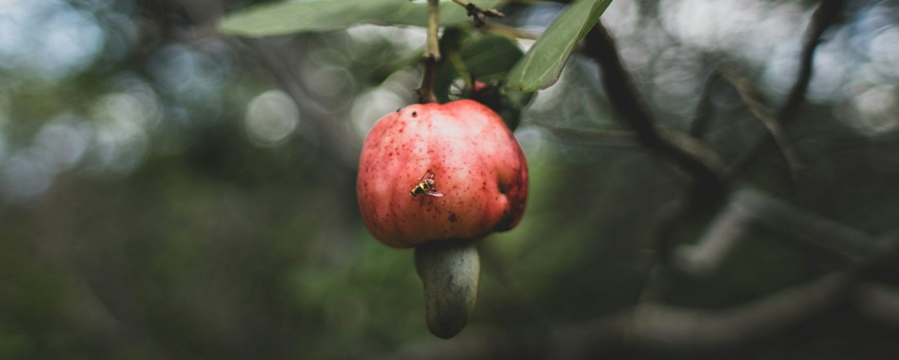 Cashew Image 1