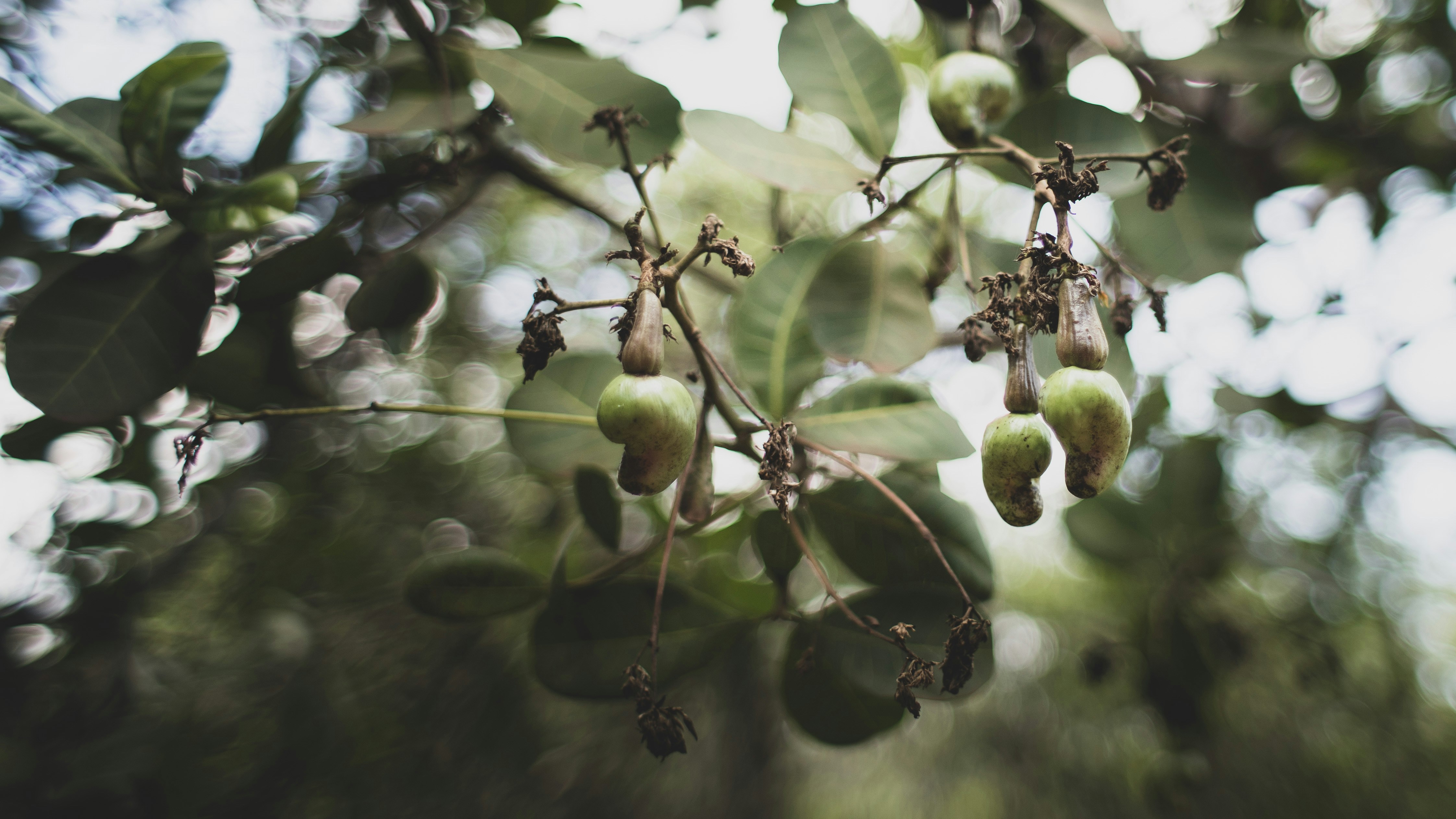 Cashew Image 2